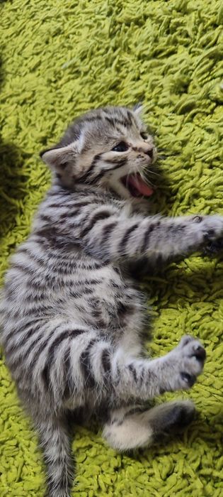 Продажа котята родились 22 августа
