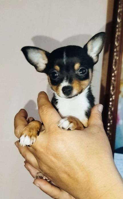 Продам чихуяшичек