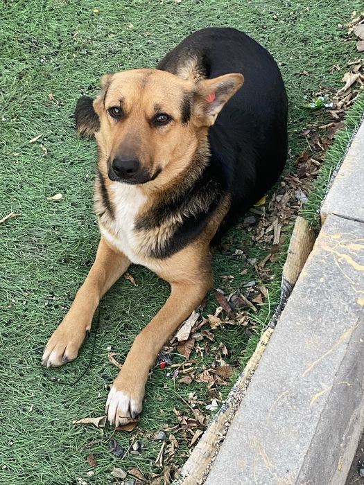 Девчонке нужен дом!