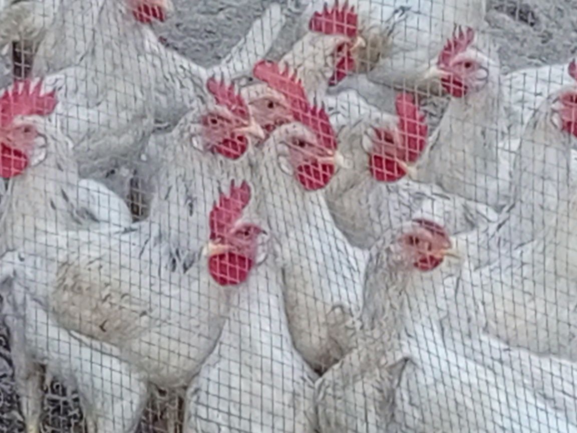 Продам петушки,  жўжа хўрозлар сотилади.