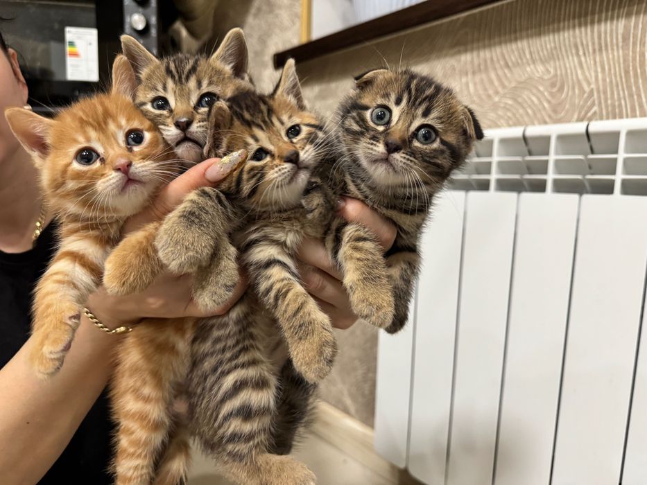 Котята скотиш фолд и страйт