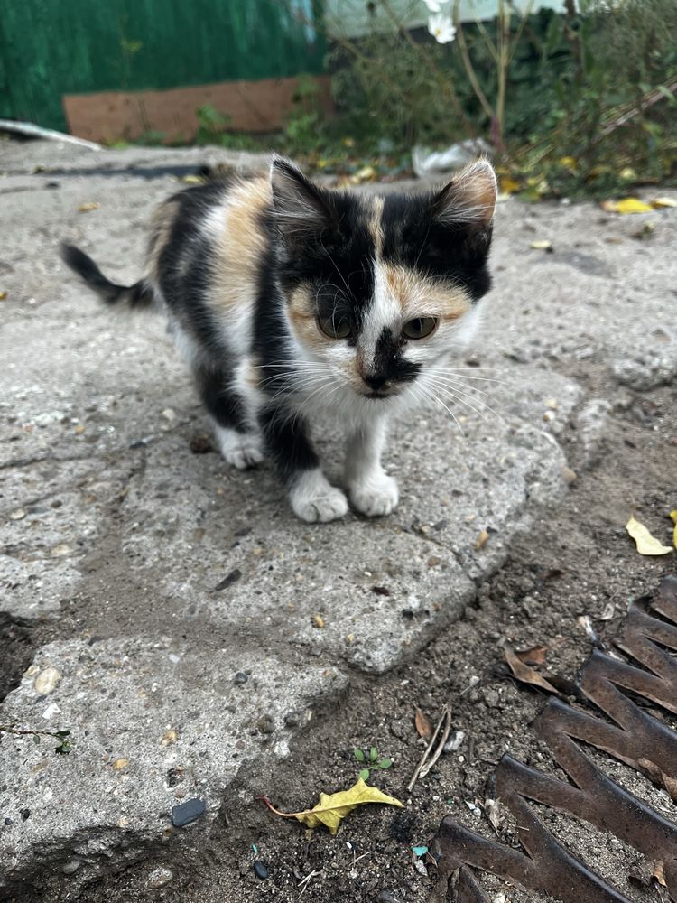 котята ищут себе любящих хозяив