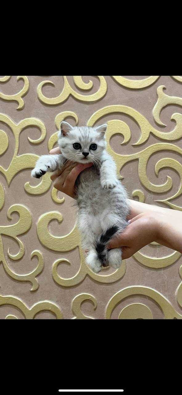Скоттиш страйт котёнок