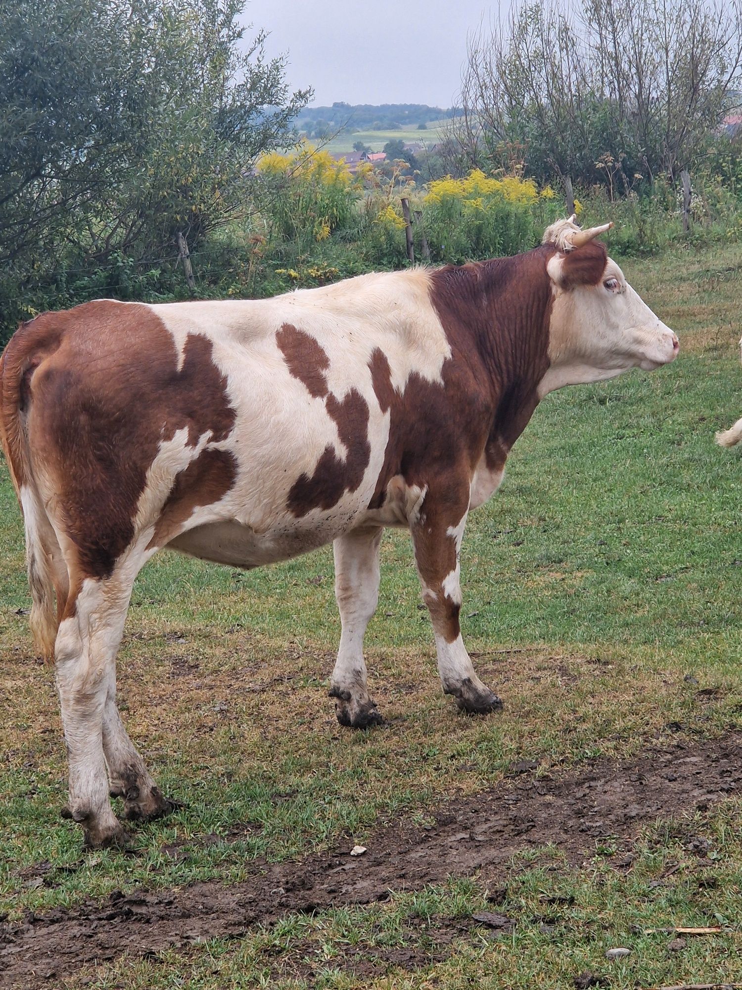 Vand 2 vaci si doua vitele