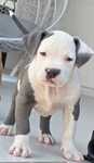 American Bully XL