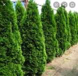 Plante ornamentale / Gard viu garantat Leylandii, smarald, columnaris