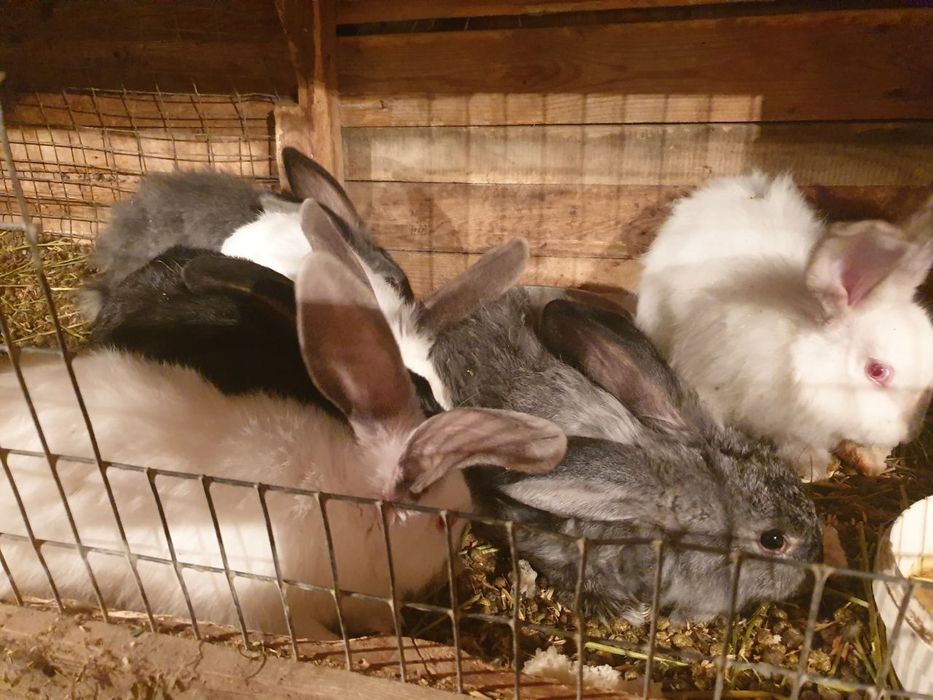Продам кролов 12  месяца