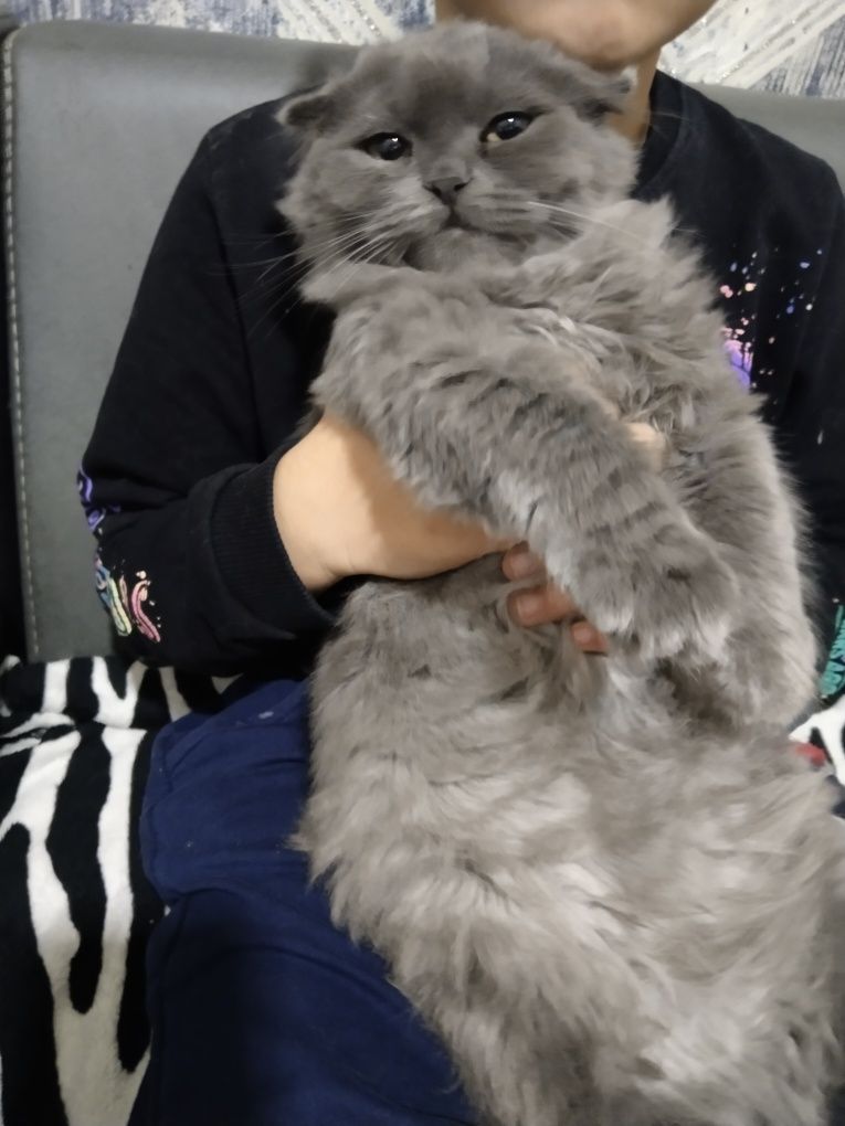 Продается котенок.