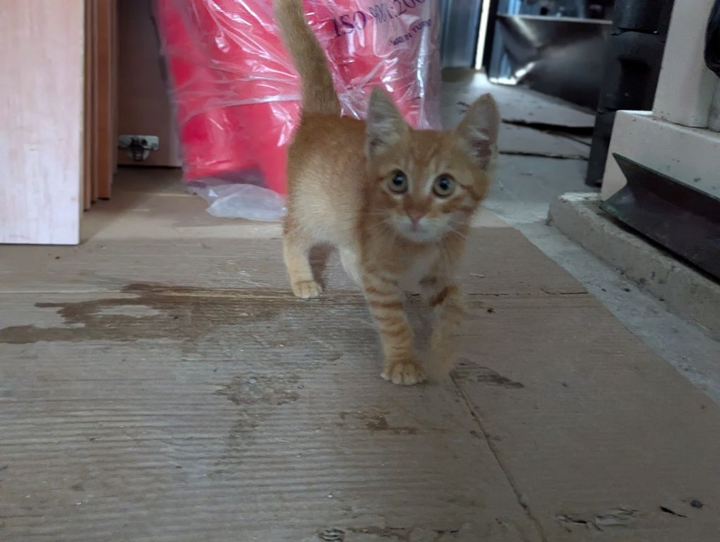 Котенце си търси дом!