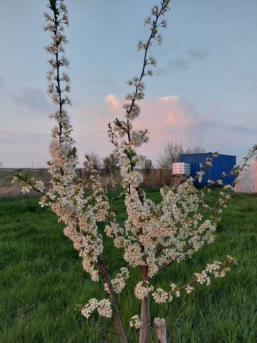 Vand teren extravilan Urseni 2163mp