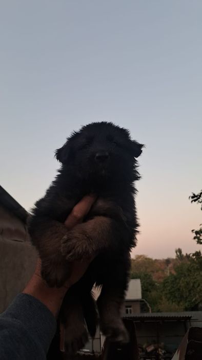 Продаются щенки немецкой овчарки