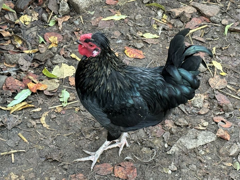 Cocosi motati de vanzare Arad