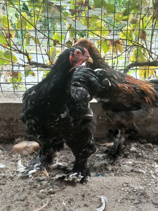 Cocoși brahma diferite  culori și  vârste