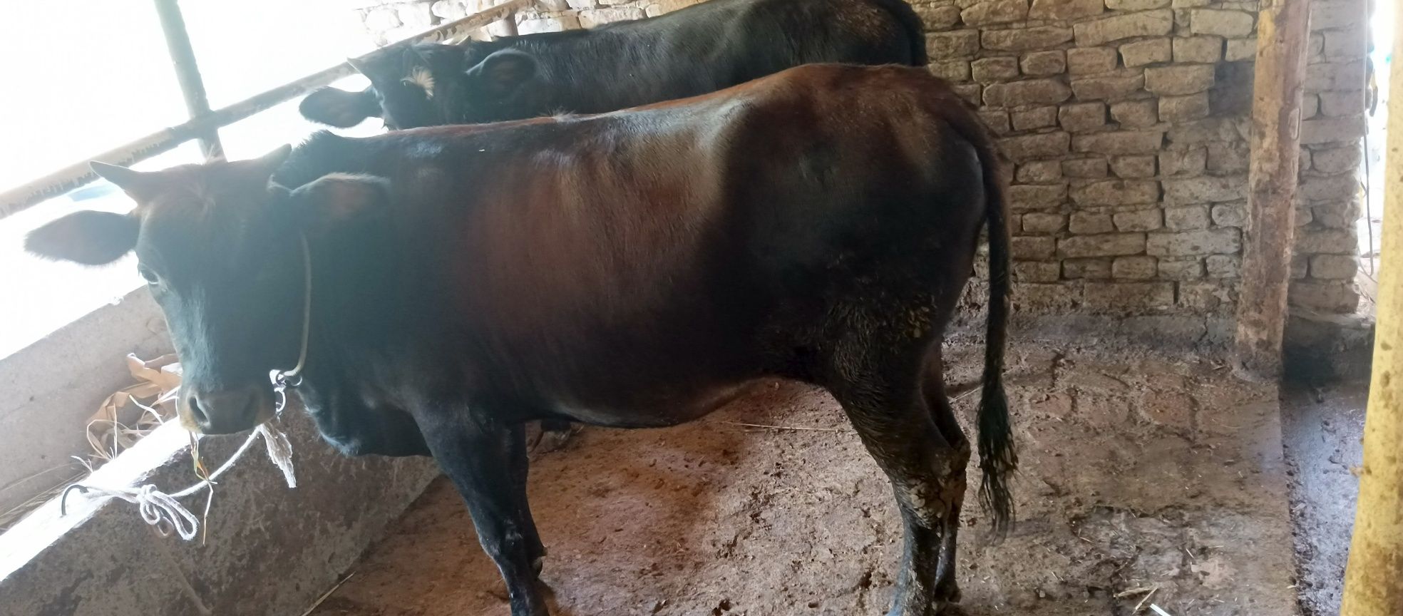 Xonajin mol sotiladi