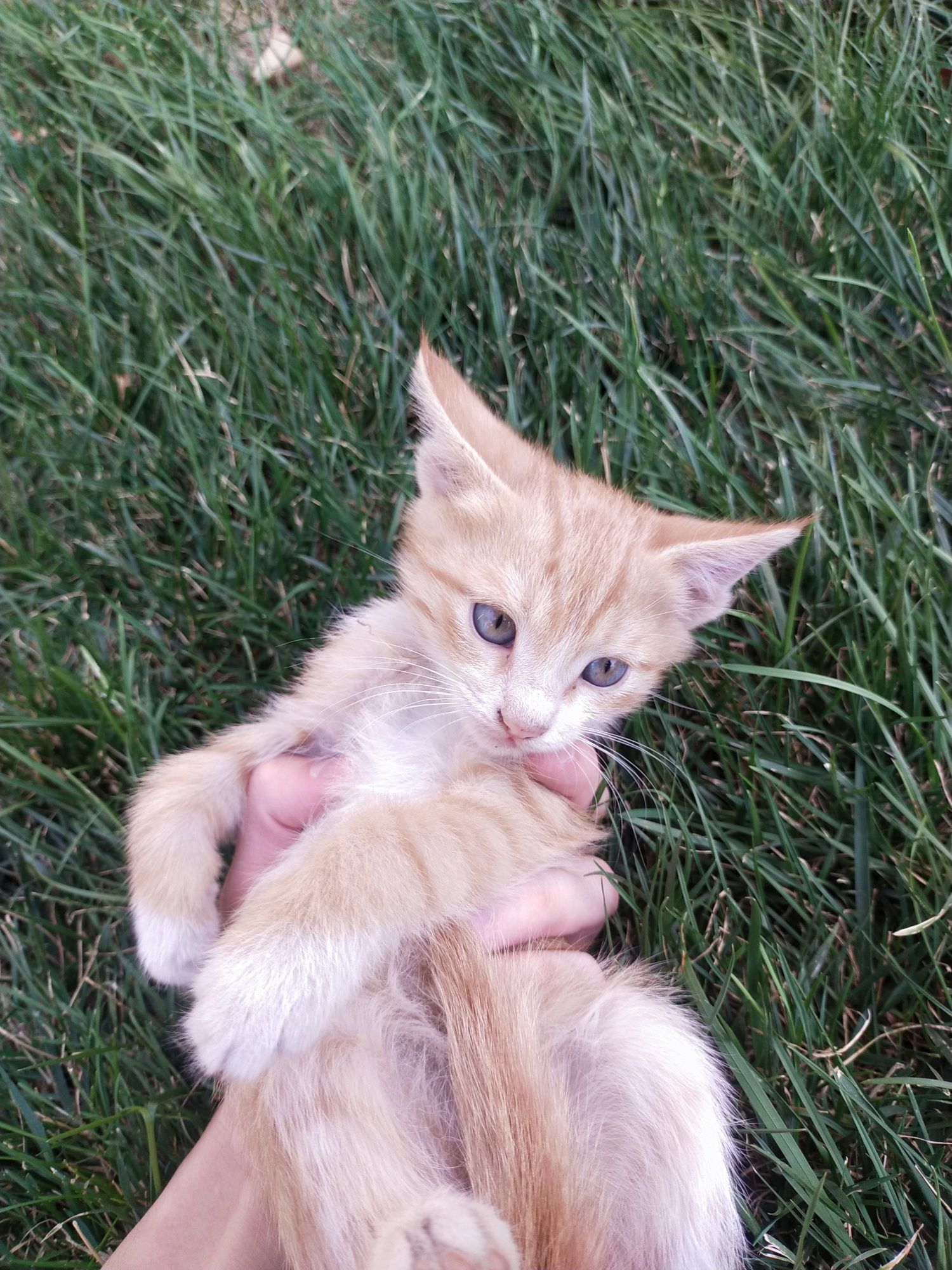2 месячный котенок