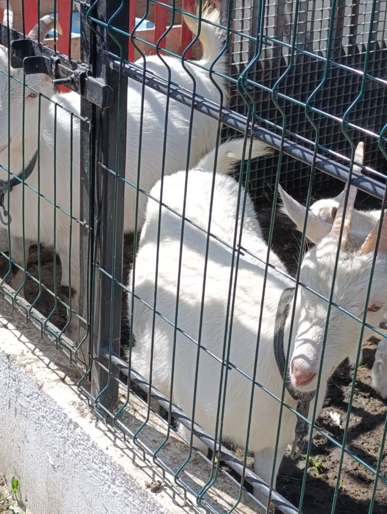 Ieduțe,iezi și un singur țap de vanzare