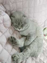 British fold shorthair