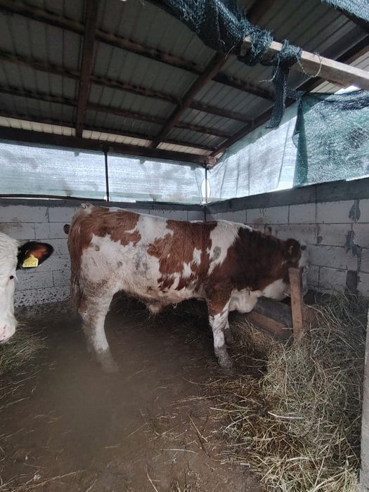 Vand tauri peste 400 kg