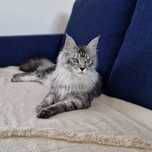 Femela Maine Coon silver tabby