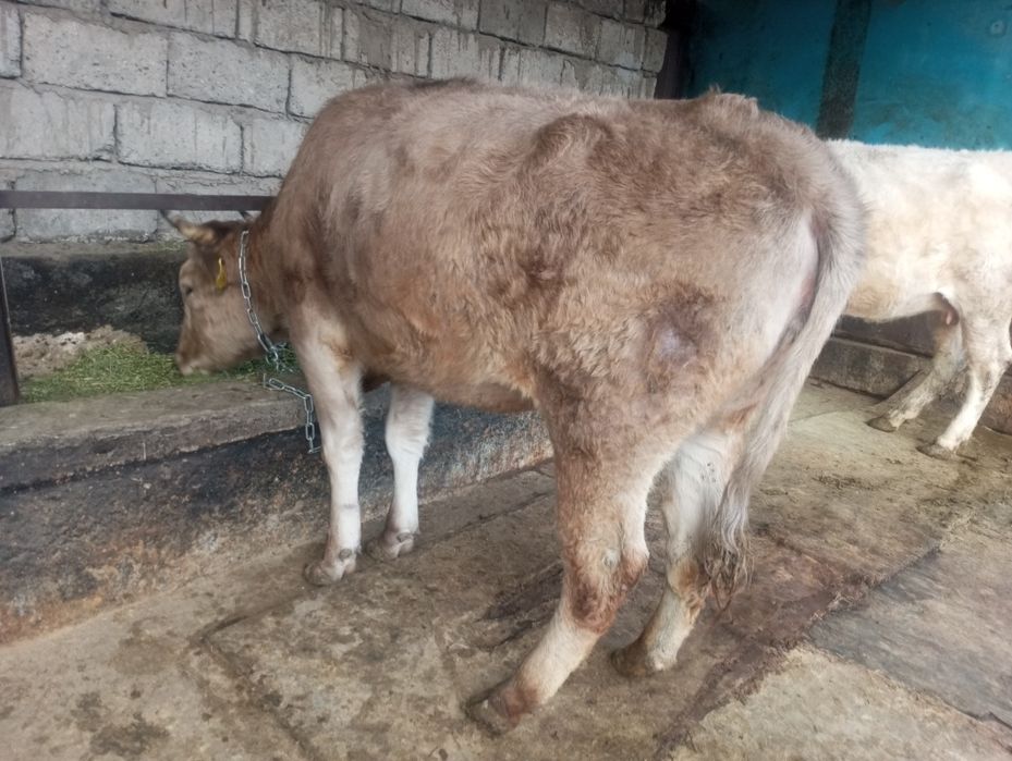 Продам жирную телку