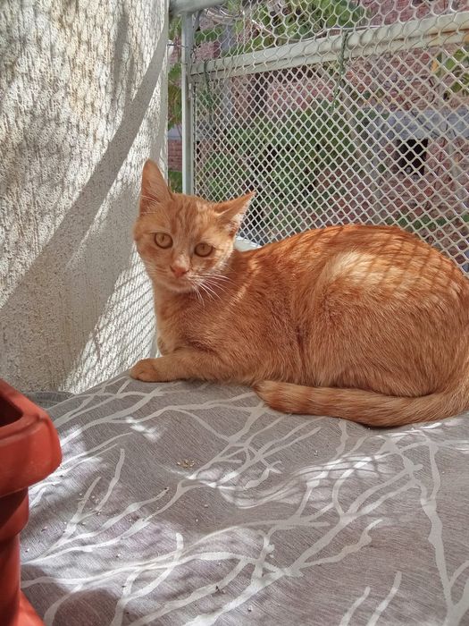 Котка осиновяване