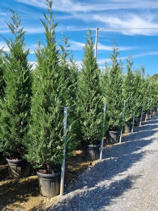 Tuia leylandi de la 1.3 m la 4 m preturi de producător