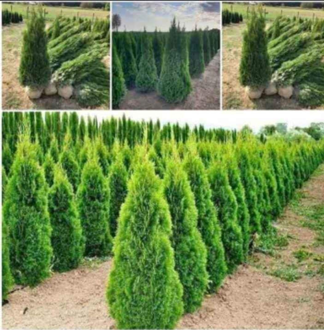 Plante ornamentale de diferite modele