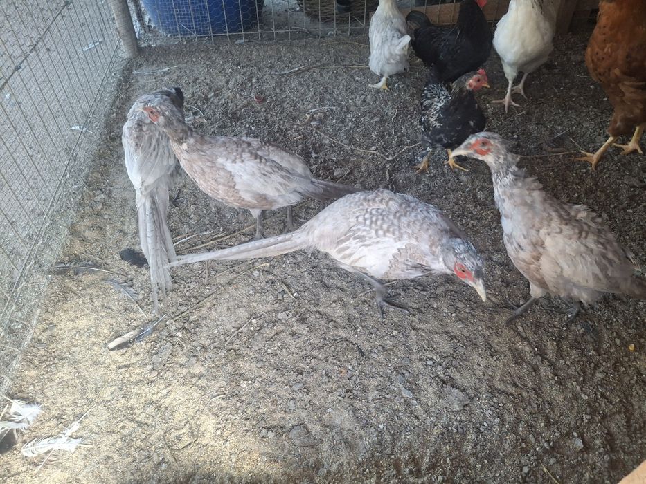 Vând sau schimb fazani comuni pe albastru