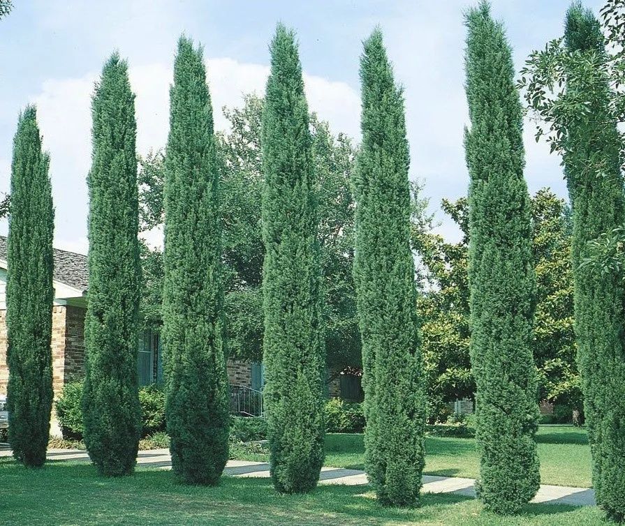 Vand chiparos de italia, sempervirens totem, tuia lumanare