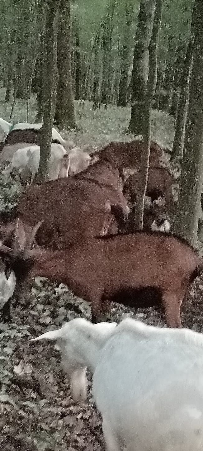 Vând capre Alpina franceza și Saanen