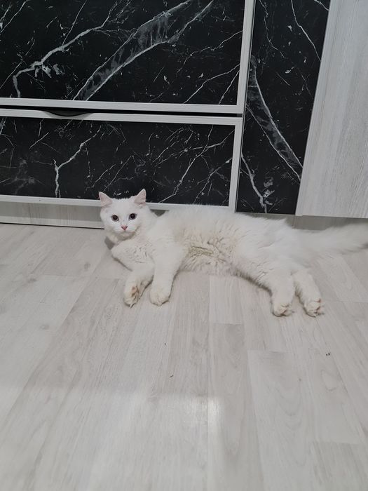 Tureskiy angora. 1 yosh