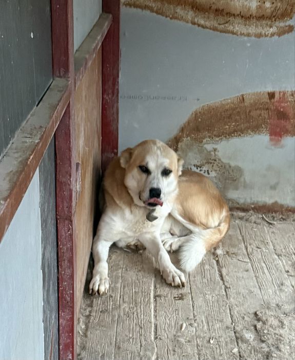 Продам Алабая чистокровная