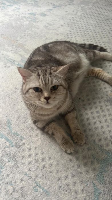 Кошечка в добрые руки