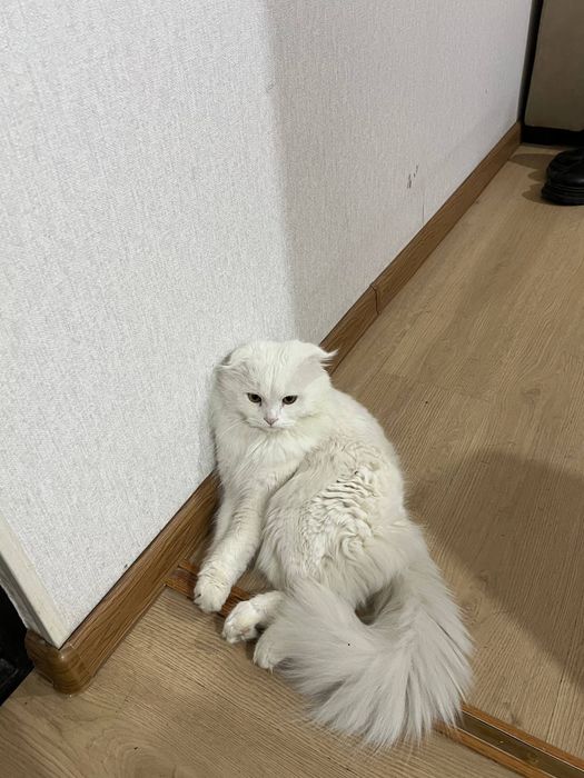 Продаётся белоснежный  кот Scottish fold longhair