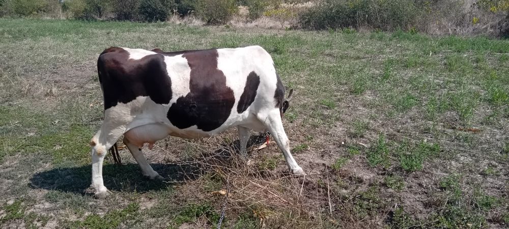 Vând vaca de rasa foarte buna