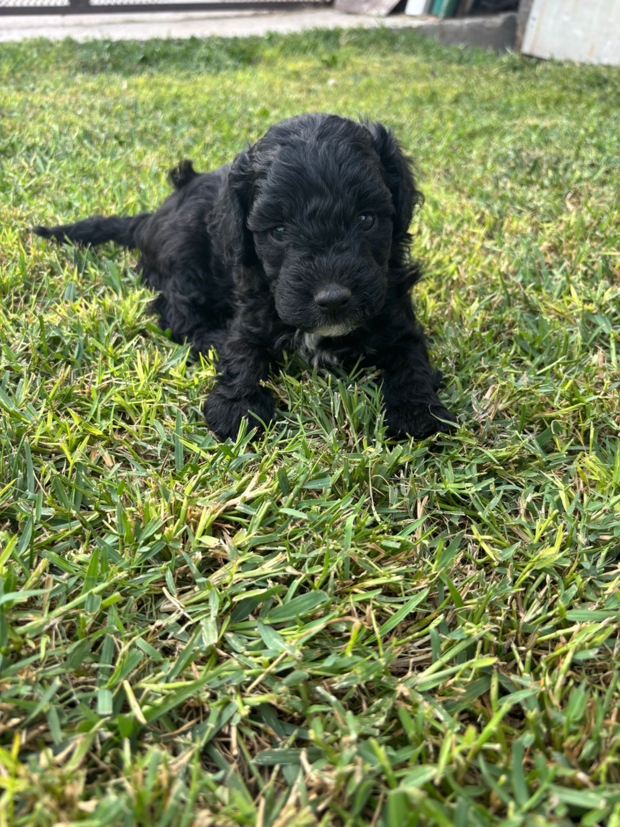 Кавапу & Cavapoo