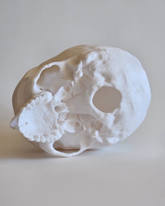 3D Принтиран анатомичен модел на череп