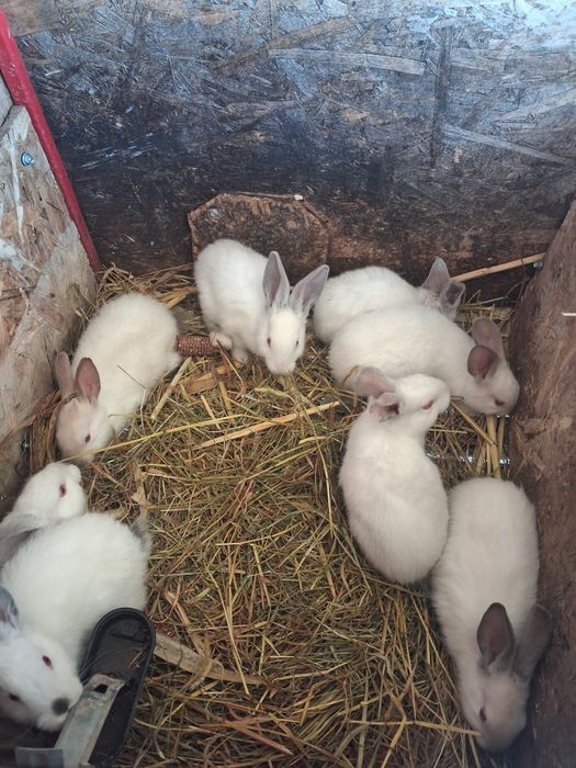 Iepuri albi de vanzare.