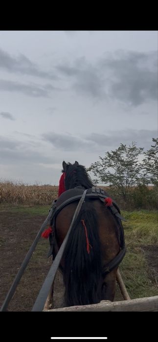 Armasar 3 ani disponibil