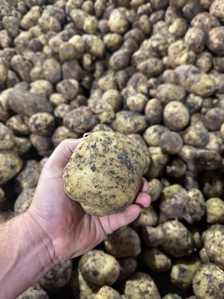 Продажа свежего картофеля