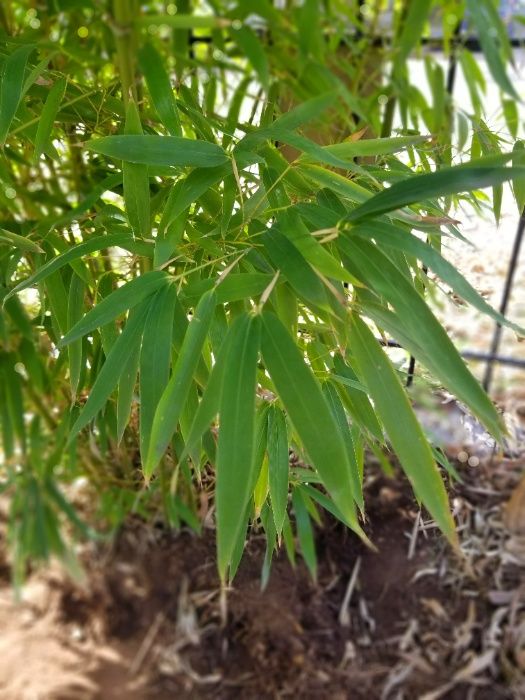Бамбук растение с корен, студоустойчив!