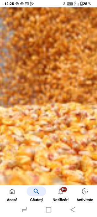 Porumb boabe de vânzare