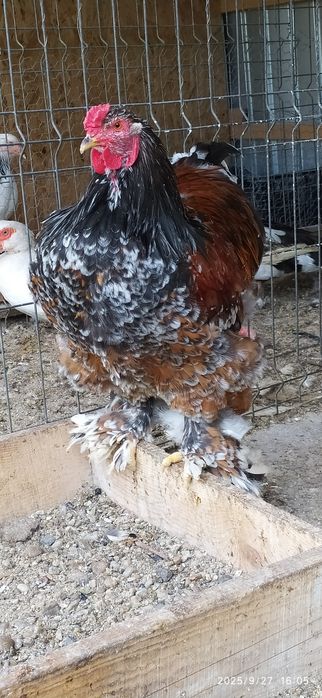 Vând cocoș Brahma Portelan