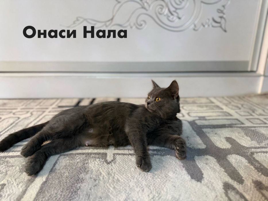 Британ мушукчалар сотилади!