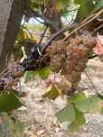 Struguri de vin din podgoriile Panciu Vrancea!!
