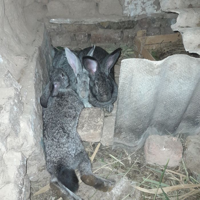 Продаю кроликов 5 месячные