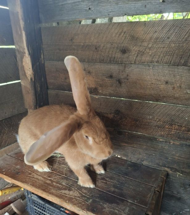 Femela uriaș german