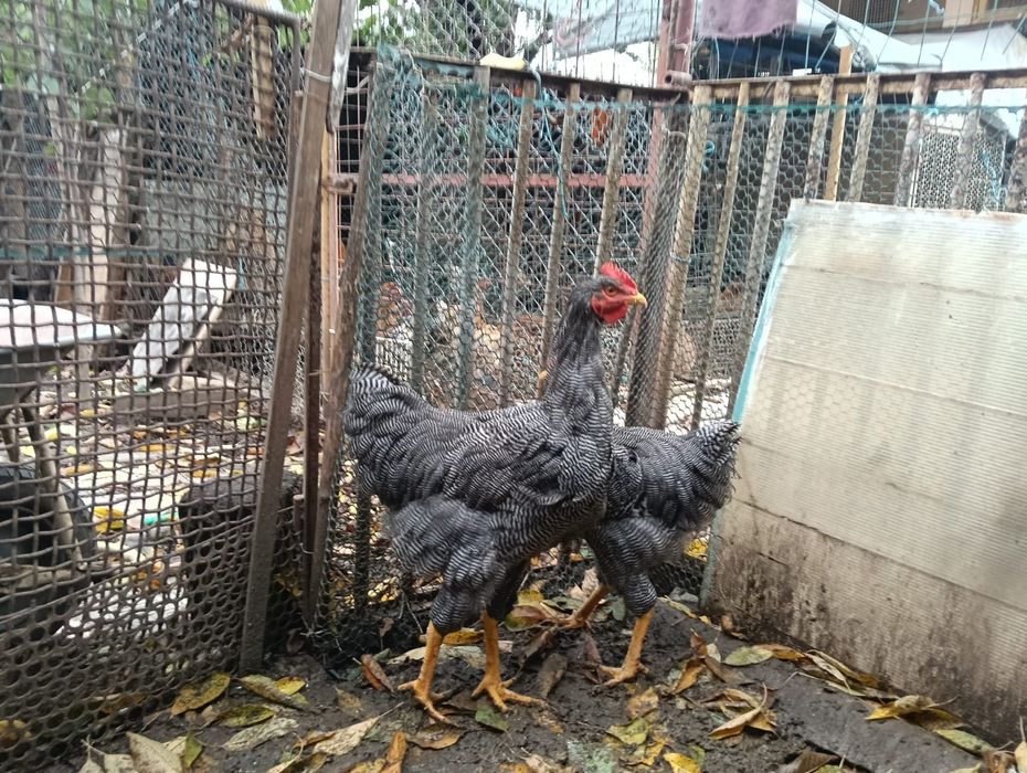 Cocoși tineri din rasa Plymouth rock barat