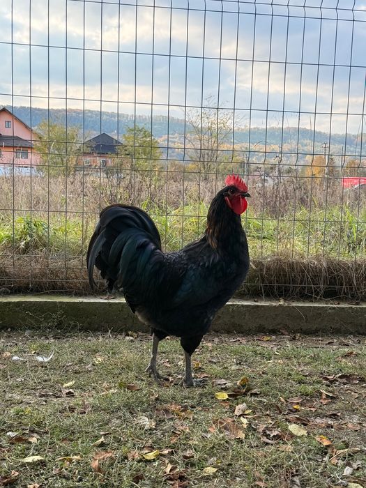 Vând sau schimb cocoși australorp