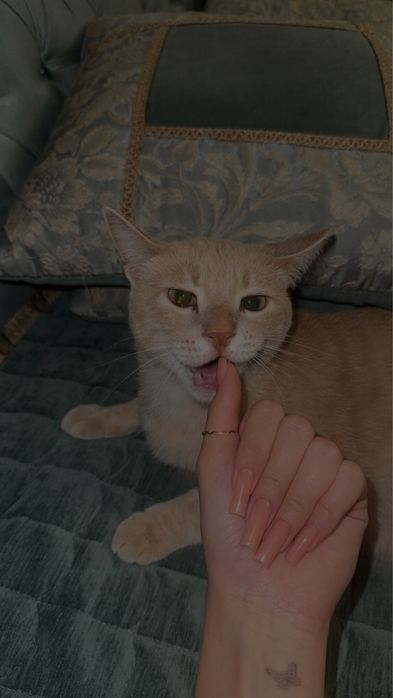 отдам кота в добрые руки